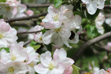 
Bumblebee collects pollen on the flowers of a blossoming apple tree on a spring sunny day