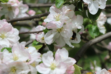 
Bumblebee collects pollen on the flowers of a blossoming apple tree on a spring sunny day
