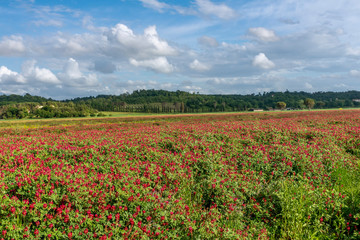 Fototapeta na wymiar A field covered with red flowers of Hedysarum coronarium commonly called French honeysuckle, with a row of cypresses in the background in the Tuscan countryside in the spring season