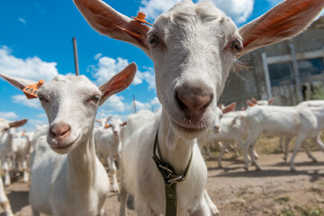 Young goats on goat farm