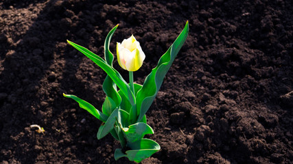 A white small tulip with green leaves planted in the ground on a garden flower bed. Beautiful bright flower bud. Springtime. Warm sunny day in nature.