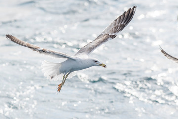 A yellow-legged gull (Larus michahellis) flying over the Mediterranean sea.