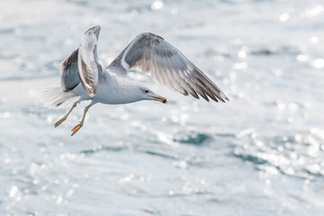 A yellow-legged gull (Larus michahellis) flying over the Mediterranean sea.