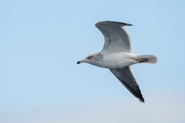 A yellow-legged gull (Larus michahellis) flying over the Mediterranean sea.