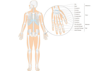 Anatomie - menschliches Skelett - Hand (lateinische Beschriftung)