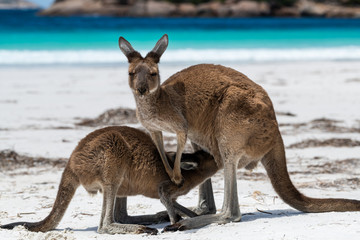 Naklejka na ściany i meble Close up of baby joey kangaroo feeding from mother on the beach beside the surf at Lucky Bay, Cape Le Grand National Park, Esperance, Western Australia