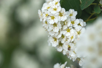 White Spiraea (lat. Spiraea) bushy. Beautiful spring white Bush on a blurred background. Green and white flower. Small perennial white flowers. Flower of the bride