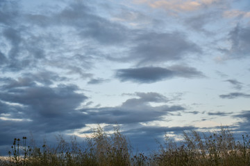 Fototapeta na wymiar dramatic cloudy sky and vegetation