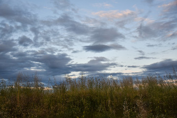 Fototapeta na wymiar dramatic cloudy sky and vegetation 