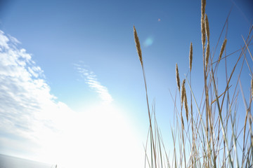 ears of corn against the sky in a sunny day. Harvest day
