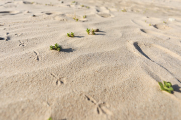 Little bird footprints in the sand at the sea. Footprints in a dune in a sunny day.