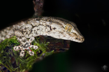bruchi e gechi con ragni e formiche ...la notte prende vita