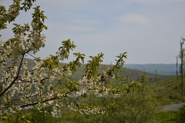 Obraz na płótnie Canvas Wiosenny las w góach