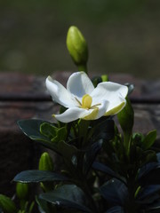 Obraz premium White flowers water lilies