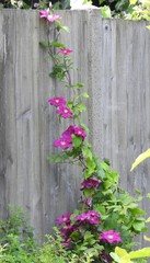 Purple flowers in the garden against the background of a gray wooden fence