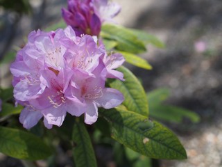 公園に咲くシャクナゲ