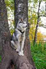 Full-length portrait of a dog of a husky breed. The dog sits on a growing tree against the background of the forest and looks into the distance, guards the house. Dog on a chain. Property Protection