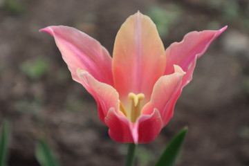 Naklejka premium Beautiful pink Tulip flower blooms in the garden in spring on a gray background, flower landscape