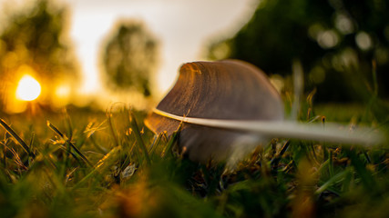 Grey feather laying on the grass in sunset, quill reflecting sunlight, lost pigeon aileron,...