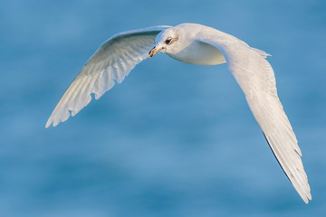 A mediterranean gull (Ichthyaetus melanocephalus / Larus melanocephalus) flying over the Mediterranean sea.