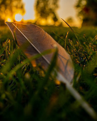 Grey feather laying on the grass in sunset, quill reflecting sunlight, lost pigeon aileron,...