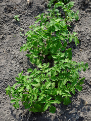 Potatoes growing in the garden. Homegrown potatoes.
