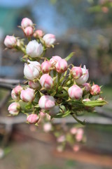 Beautiful blooming apricot flowers and white-pink buds on a branch against a bright blue sky and green grass - a positive spring photo, a beautiful floral landscape