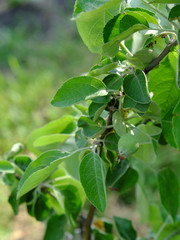 Fototapeta na wymiar Unripe fruits of apples hang on a branch.