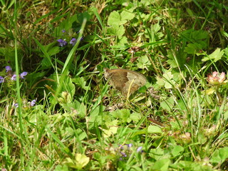 Gray butterfly among the greenery