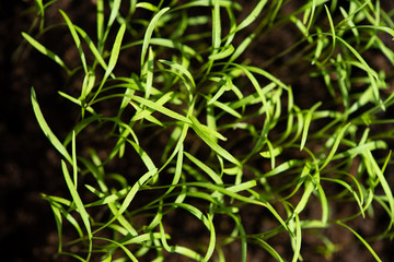 Fresh green spring grass