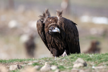 Cinereous (Eurasian Black) Vulture (Aegypius monachus), Full Length Portrait.