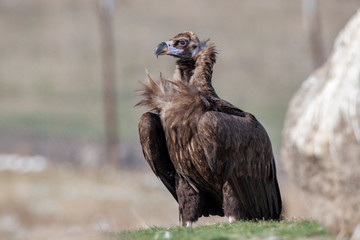 Cinereous (Eurasian Black) Vulture (Aegypius monachus), Full Length Portrait.