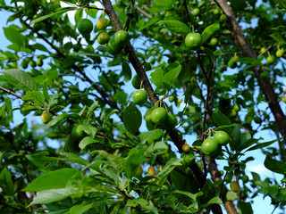 Berries of unripe cherry plum grow on a branch.