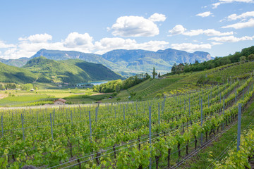 vineyard in tuscany italy