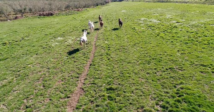 Un grupo de yeguas y caballos galopando