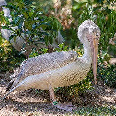Obraz premium The great white pelican (Pelecanus onocrotalus) aka the eastern white pelican, rosy pelican or white pelican