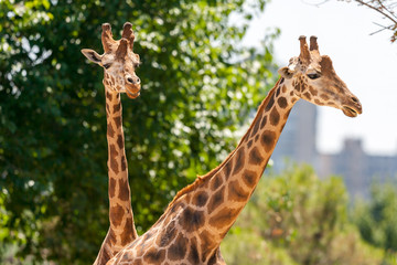 Close-up of two giraffes in front of some green trees