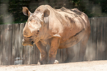 Fototapeta premium massive white rhino, rhinoceros at the zoo