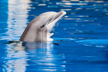 Naklejka premium beautiful dolphin swimming in blue water, copy space for text or design work.