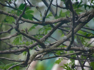 Tree in the forest