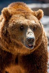 Obraz na płótnie Canvas portrait of a brown bear at the zoo