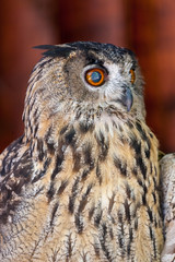 Portrait of Eurasian Eagle-Owl, Bubo bubo, a species of eagle owl,