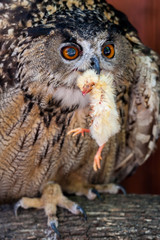 Portrait of Eurasian Eagle-Owl, Bubo bubo, a species of eagle owl, with it pray