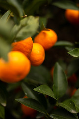 Orange on the tree, fruit mandarin  fresh   green Мандарин на дереве ветка с цитрусом цитрусовые мандарины апельсины 