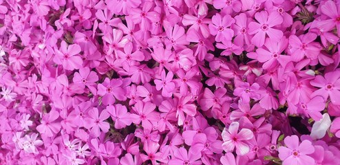Fototapeta premium purple flower background