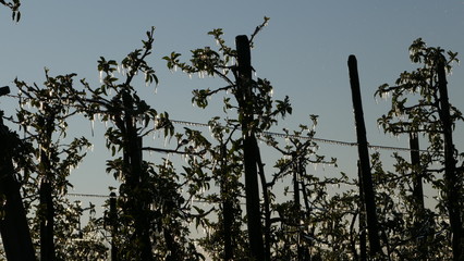 With an ice layer prevent the fruit blossom from freezing.
