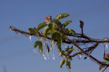 With an ice layer prevent the fruit blossom from freezing.