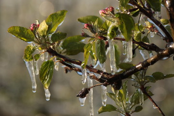 With an ice layer prevent the fruit blossom from freezing. Clotting heat.