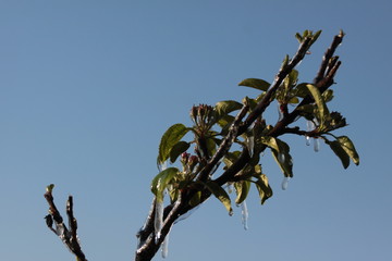 With an ice layer prevent the fruit blossom from freezing.

