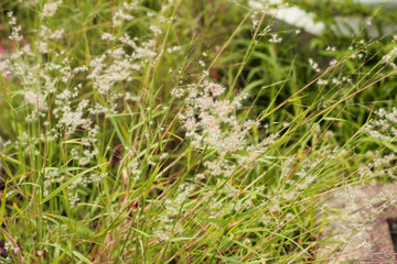 natural flower sri lanka
